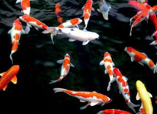 Chủng loại cá Koi