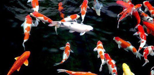 Chủng loại cá Koi