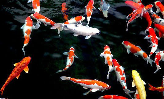 Chủng loại cá Koi