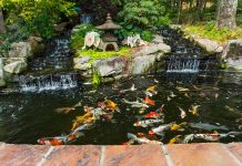 Cách làm hồ cá Koi chuyên nghiệp của dân Pro