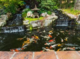 Cách làm hồ cá Koi chuyên nghiệp của dân Pro