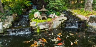 Cách làm hồ cá Koi chuyên nghiệp của dân Pro