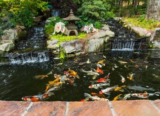 Cách làm hồ cá Koi chuyên nghiệp của dân Pro