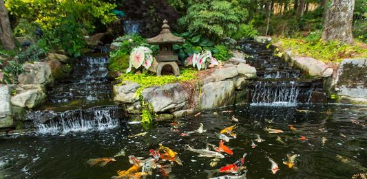 Cách làm hồ cá Koi chuyên nghiệp của dân Pro