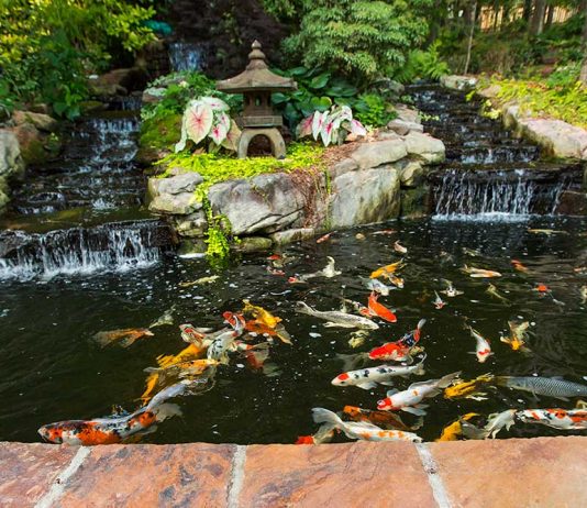 Cách làm hồ cá Koi chuyên nghiệp của dân Pro