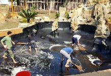 Hướng dẫn chống thấm cho hồ cá Koi