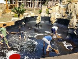 Hướng dẫn chống thấm cho hồ cá Koi