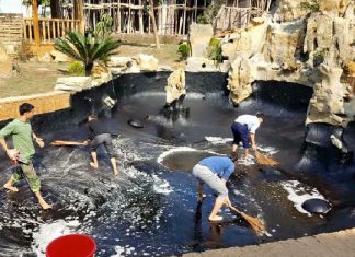 Hướng dẫn chống thấm cho hồ cá Koi