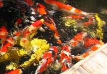 Cách gọi danh từ theo tiếng Nhật về cá Koi Nishikigoi