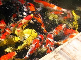 Cách gọi danh từ theo tiếng Nhật về cá Koi Nishikigoi