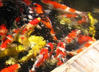 Cách gọi danh từ theo tiếng Nhật về cá Koi Nishikigoi