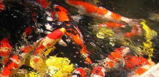 Cách gọi danh từ theo tiếng Nhật về cá Koi Nishikigoi