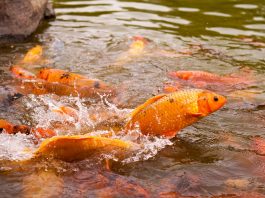 Bộ sưu tập cá Koi vui đùa ngộ nghĩnh