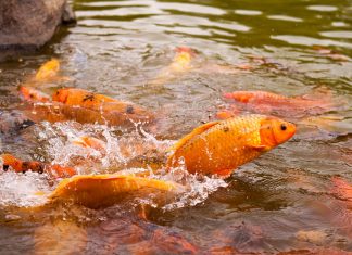 Bộ sưu tập cá Koi vui đùa ngộ nghĩnh