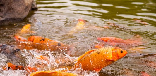 Bộ sưu tập cá Koi vui đùa ngộ nghĩnh