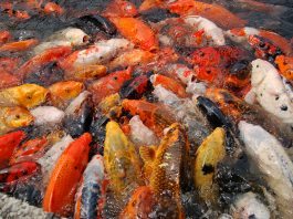 Những câu hỏi thường gặp về cá Koi