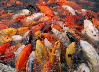 Những câu hỏi thường gặp về cá Koi