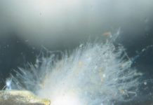 Chữa Nấm ký sinh trên cá Koi