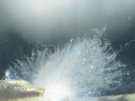 Chữa Nấm ký sinh trên cá Koi