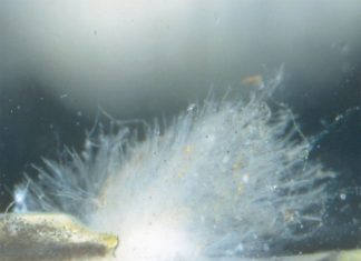 Chữa Nấm ký sinh trên cá Koi