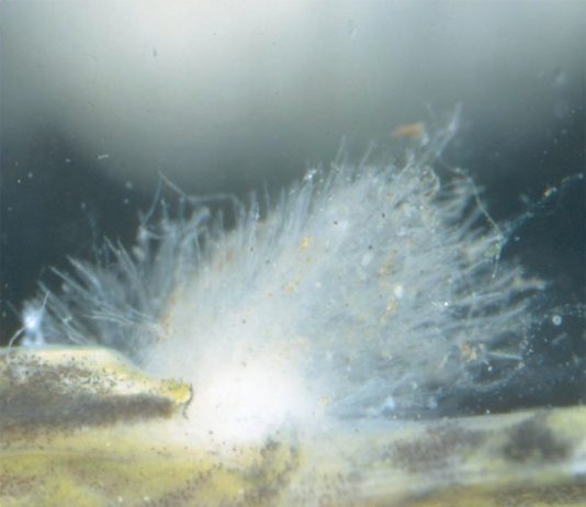 Chữa Nấm ký sinh trên cá Koi