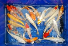 Mở bán lô cá Koi đẹp chất lượng giá rẻ size từ 20cm đến 37cm – ngày 14/2/2017