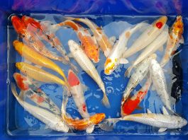 Mở bán lô cá Koi đẹp chất lượng giá rẻ size từ 20cm đến 37cm – ngày 14/2/2017