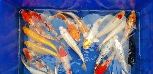 Mở bán lô cá Koi đẹp chất lượng giá rẻ size từ 20cm đến 37cm – ngày 14/2/2017