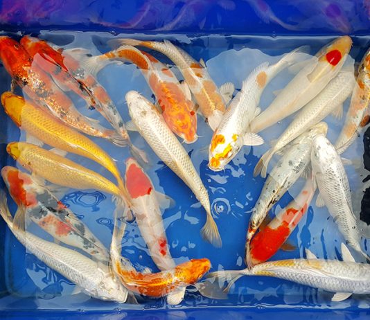 Mở bán lô cá Koi đẹp chất lượng giá rẻ size từ 20cm đến 37cm – ngày 14/2/2017