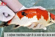 5 bệnh thường gặp ở cá koi và cách điều trị hiệu quả 5 bệnh thường gặp ở cá koi và cách điều trị hiệu quả
