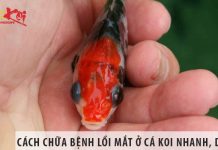 Cách chữa bệnh lồi mắt ở cá koi nhanh, dứt điểm Cách chữa bệnh lồi mắt ở cá koi nhanh, dứt điểm