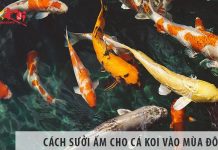 Cách sưởi ấm cho cá koi vào mùa đông mà bạn nên biết Cách sưởi ấm cho cá koi vào mùa đông mà bạn nên biết