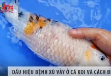 Dấu hiệu nhận biết bệnh xù vảy ở cá koi và cách điều trị Dấu hiệu nhận biết bệnh xù vảy ở cá koi và cách điều trị