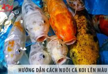 Hướng dẫn bạn cách nuôi cá koi lên màu đẹp miễn chê Hướng dẫn bạn cách nuôi cá koi lên màu đẹp miễn chê