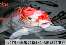 Nguyên nhân cá koi nổi đầu và cách khắc phục Nguyên nhân cá koi nổi đầu và cách khắc phục