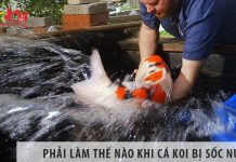 Phải làm thế nào khi cá koi bị sốc nước? Phải làm thế nào khi cá koi bị sốc nước?